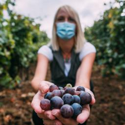 Seasonal work - woman wearing protective mask presents grape